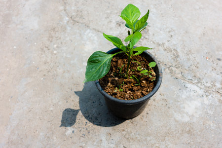 A small Capsicum plant growing on a pot in an Indian household. Isolated Green plant pot placed on a concrete floor.の写真素材