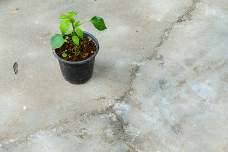 A small Capsicum plant growing on a pot in an Indian household. Isolated Green plant pot placed on a concrete floor.の写真素材