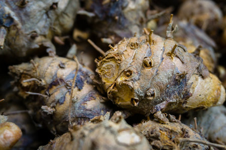 A close up shot of raw Turmeric root with skin post harvest.Uttarakhand India. Turmeric has shown anti-inflammatory properties that could prevent chronic inflammation and therefore such diseases.の写真素材