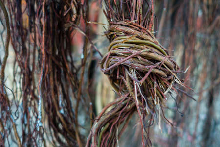 An isolated shot of hanging prop roots of Banyan tree, Ficus benghalensis. Uttarakhand India.