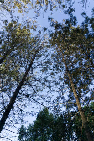 Wide angle upward canopy shot in a beautiful green trees in the forest of Dehradun, Uttarakhand India.の写真素材