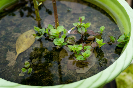A closeup shot of water filled flowerpots with tiny plants in uttarakhand India.の写真素材