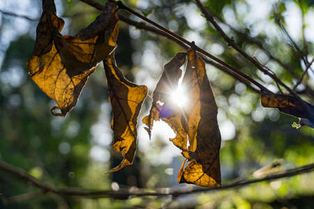 A beautiful shot of dry autumn leaves against Sun in the forest of Dehradun Uttarakhand India.の写真素材