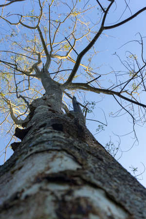 An upward canopy shot of a fully grown Kashi tree in an Indian forest region. A variety of Japanese...