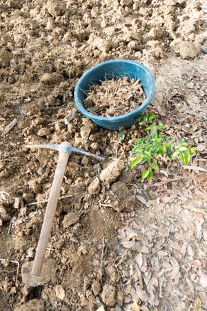 A Garden Mattock on a dig up soil and crop In an Indian agricultural field , Uttarakhand.