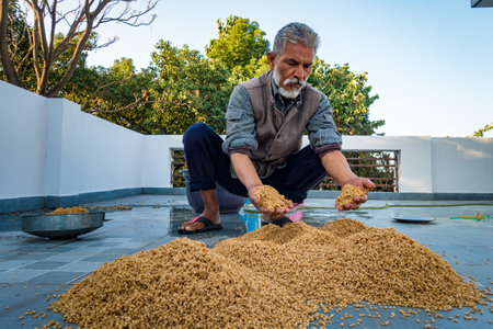 Dehradun City Uttarakhand India. March 21st 2022. Indian Man processing wheat post harvest. Wetting and Drying process.のeditorial素材