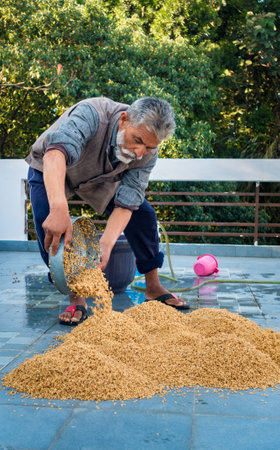 Dehradun City Uttarakhand India. March 21st 2022. Indian Man processing wheat post harvest. Wetting and Drying process.のeditorial素材