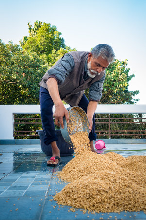 Dehradun City Uttarakhand India. March 21st 2022. Indian Man processing wheat post harvest. Wetting and Drying process.のeditorial素材