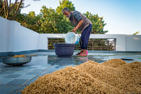 Dehradun City Uttarakhand India. March 21st 2022. Indian Man processing wheat post harvest. Wetting and Drying process.のeditorial素材
