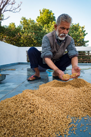 Dehradun City Uttarakhand India. March 21st 2022. Indian Man processing wheat post harvest. Wetting and Drying process.のeditorial素材