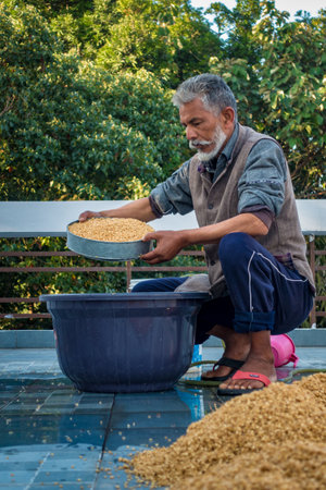 Dehradun City Uttarakhand India. March 21st 2022. Indian Man processing wheat post harvest. Wetting and Drying process.のeditorial素材