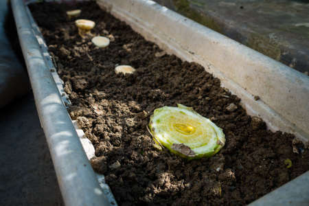 Organically growing Lettuce plant in a pot filled with soil and manure from a stem. Dehradun City India.の写真素材