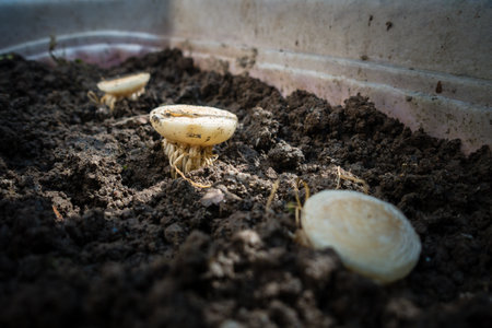 Organically growing Lettuce plant in a pot filled with soil and manure from a stem. Dehradun City India.の写真素材
