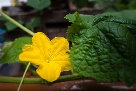 A close up shot of pumpkin vine with leaves and a full blooming yellow flower. Indiaの写真素材