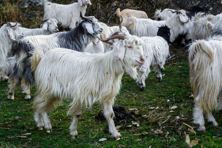 A herd of white furry Himalayan Goats and sheep in the meadows of upper himalayan region. Uttarakhand India.の写真素材