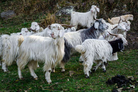 A herd of white furry Himalayan Goats and sheep in the meadows of upper himalayan region. Uttarakhand India.の写真素材