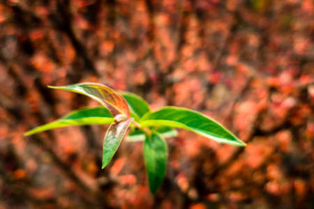 Young green leaves growing with orange blooming flower in the background. India.の写真素材