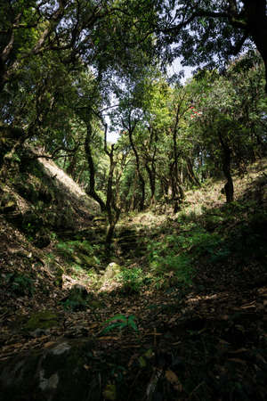 Buransh ,Rhododendron Arboreum trees in the forest with blooming red flowers in the Himalayas. Uttarakhand Indiaの写真素材