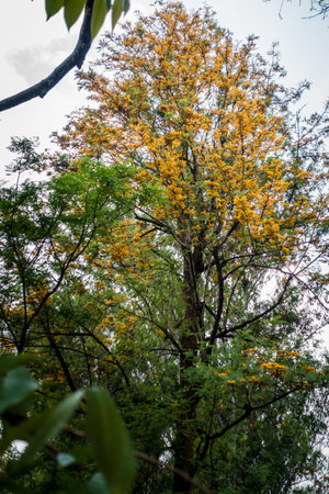 A wide angle shot of Grevillea robusta, commonly known as the southern silky oak tree with yellow flower buds in full bloom. Uttarakhand India.の写真素材