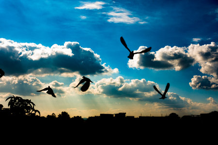 Artistic Silhouette of flying Pigeons with blue sky with white clouds in the background. Uttarakhand India.の写真素材