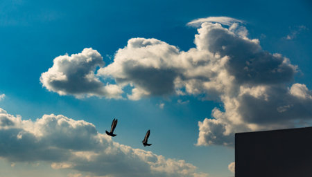 Artistic Silhouette of flying Pigeons with blue sky with white clouds in the background. Uttarakhand India.の写真素材