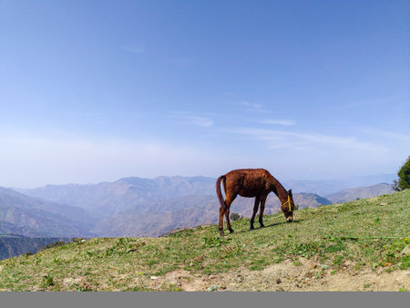 A grazing horse on the meadows of upper Himalayan region. Uttarakhand Indiaの写真素材