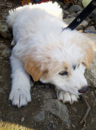 A close up shot of a cute white himalayan shepherd puppy in India sitting. Uttarakhand India.