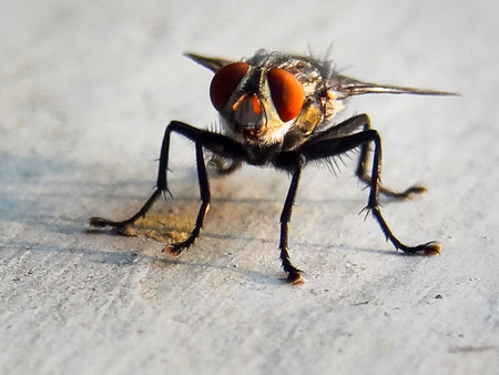 Close up of a Flesh Fly . Sarcophagidae are a family of flies commonly known as flesh flies. Uttarakhand India.の写真素材