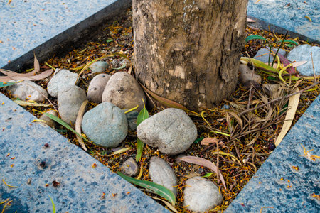 Concrete tile around a base of a tree on a side walk. Dehradun City, India.の写真素材