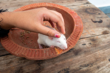 Hand petting a white laboratory mouse (Mus musculus ). Uttarakhand Indiaの写真素材