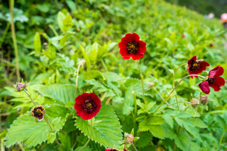 Potentilla atrosanguinea, the dark crimson cinquefoil, Himalayan cinquefoil, or ruby cinquefoil, is a species of Potentilla found in Bhutan and India. Plants and red Flowers.の写真素材