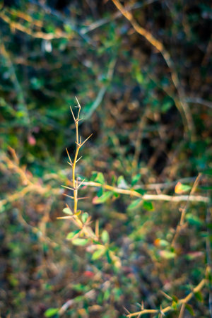 Close up shot of thorns of Acacia plant. Indiaの写真素材