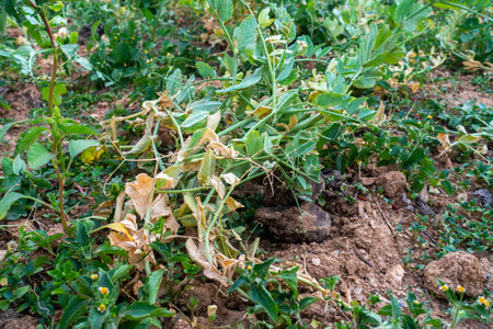 Pest infected Green Pea (Pisum sativum) plants. Framing in Uttarakhand.の写真素材