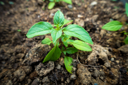 A Closeup top shot of basil plant emerging from soil also called Tulsi plant leaves. New flowers and seeds emerging This plant is considered holy in Hindu Religion.の写真素材