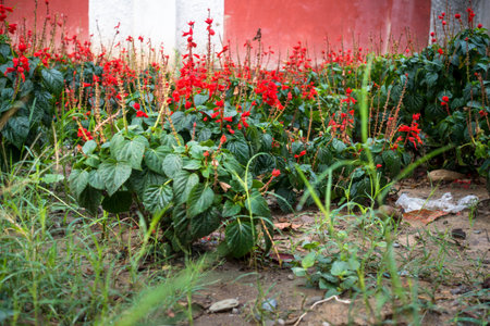 Salvia splendens, the scarlet sage plantation in an agricultural farm in India.