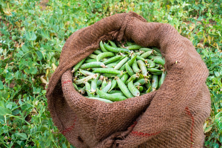 Organic Green Pea (Pisum sativum) farming and harvesting in the Himalayan Region Of Uttarakhand.の写真素材
