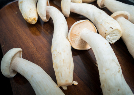 Table Top shot of Big Milky Mushroom, Calocybe Indica with long body stump and big circular crown. . Indiaの写真素材