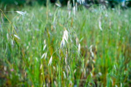 Close up shot of Avena sterilis , a species of grass weed whose seeds are edible. Meadows in the Himalayan region of Uttarakhand.の写真素材