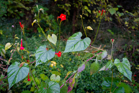 Papaver rhoeas flower, with common names including common poppy in the himalayan region of Uttarakhand India.の写真素材