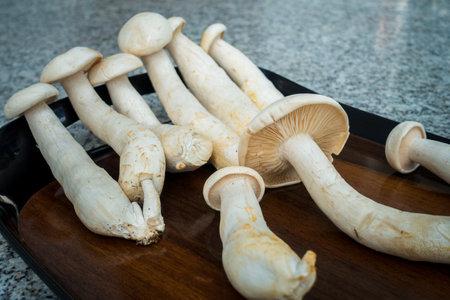 Table Top shot of Big Milky Mushroom, Calocybe Indica with long body stump and big circular crown. . Indiaの写真素材