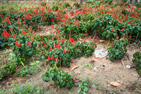 Salvia splendens, the scarlet sage plantation in an agricultural farm in India.の写真素材