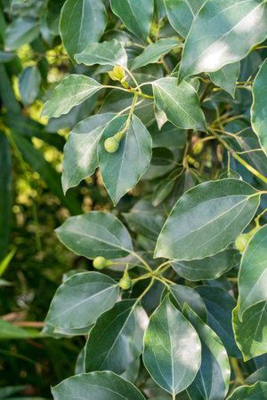 Leaves and seeds of Cinnamomum camphora , Commonly known as Camphor. Uttarakhand India.の写真素材