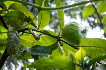 Guava fruit isolated on a tree with leaves. Organic Cultivation In India.の写真素材