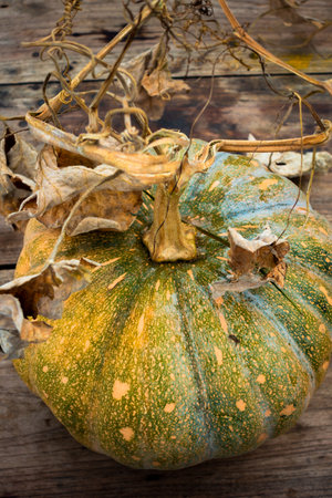 Close up shot of Pumpkin with vine stump on a wooden textured table top. Indiaの写真素材