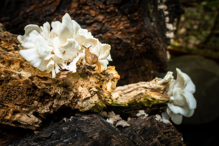 A snail crawling over a mushroom body in the woodlands of Himalayan. Uttarakhand India.の写真素材