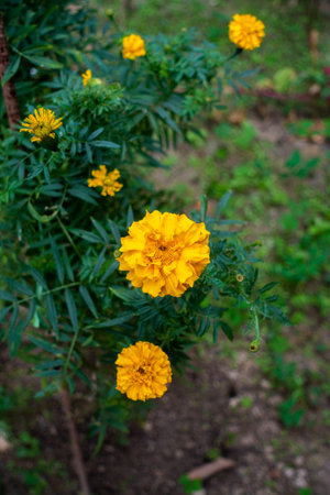 Marigold flower OR Tagetes in an Indian Garden. Marigold, Symbol of joy & auspiciousness in Indian culture. Vibrant blooms adorn celebrations, weddings & religious ceremonies.の写真素材