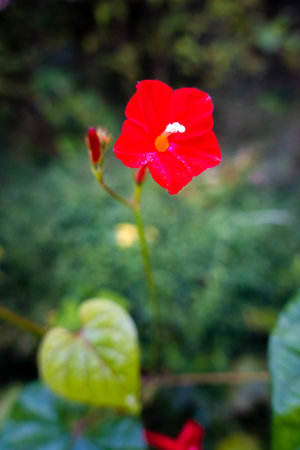 Papaver rhoeas flower, with common names including common poppy in the himalayan region of Uttarakhand India.の写真素材