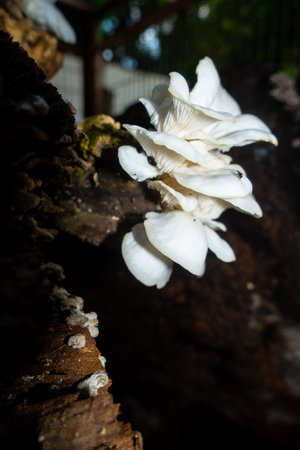 Ductifera pululahuanaIt Mushroom commonly know as Pale jelly roll, White jelly fungus. It fruits on the decayed wood of hardwoods. Indiaの写真素材