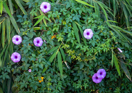 Ipomoea cairica, commonly known as the mile-a-minute vine or morning glory vine with purple flowers. Uttarakhand India.の写真素材
