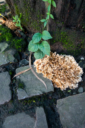 Sparassis (also known as cauliflower mushroom) emerging on a base of a wooden stump of a tree. Indiaの写真素材